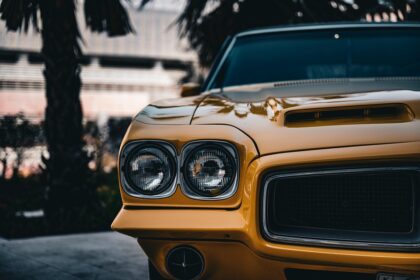 muscle