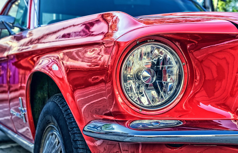muscle