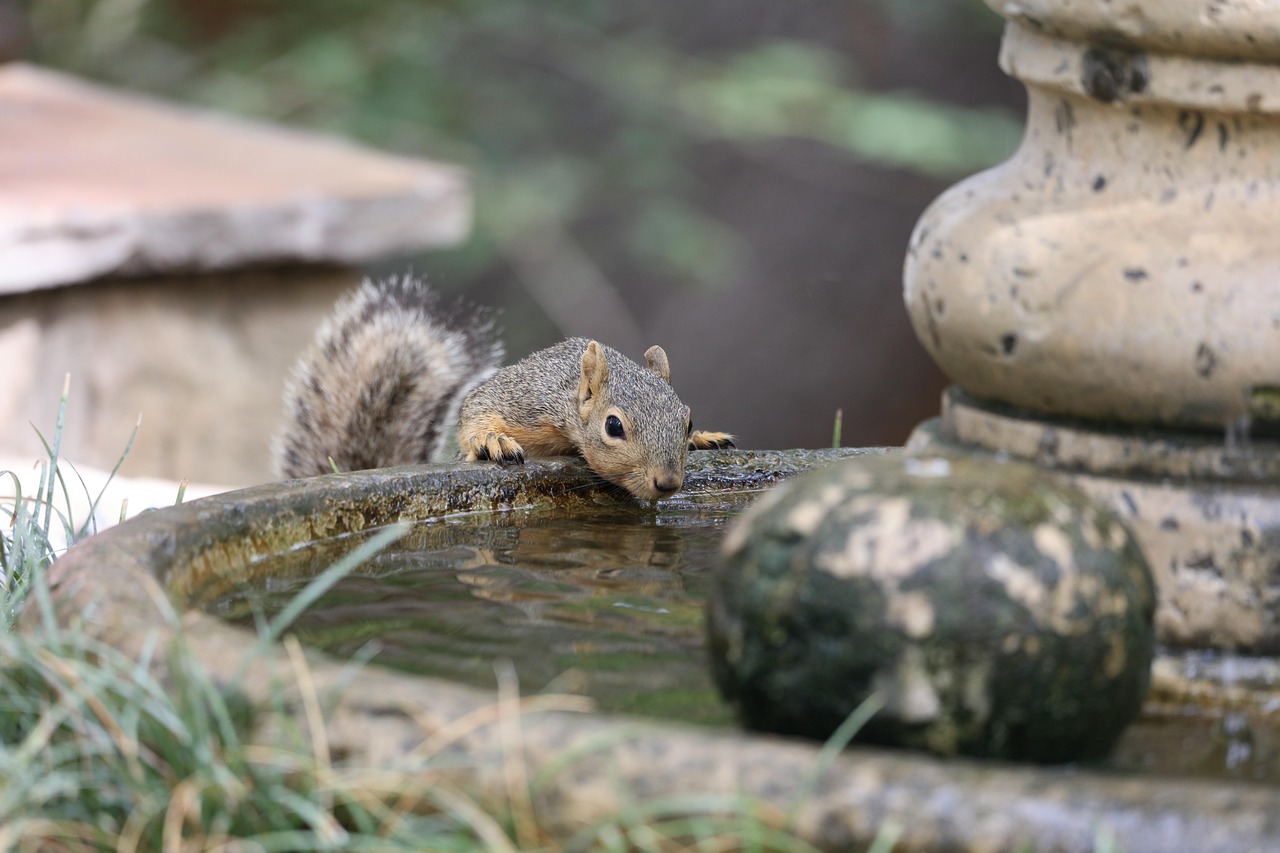 Squirrel, rodent, drinking, fountain, backyard, animal, gray squirrel, wildlife, nature, squirrel, squirrel, squirrel, squirrel, squirrel, fountain, fountain, backyard, nature