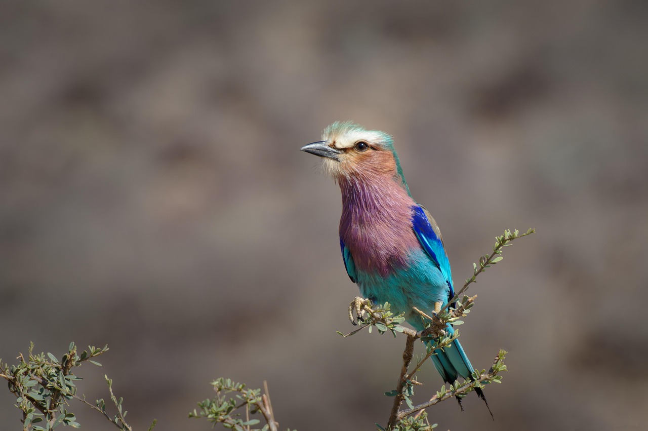 Bird, long tail roller, fauna, kenya, samburu, nature, long breast roller, africa, rollier