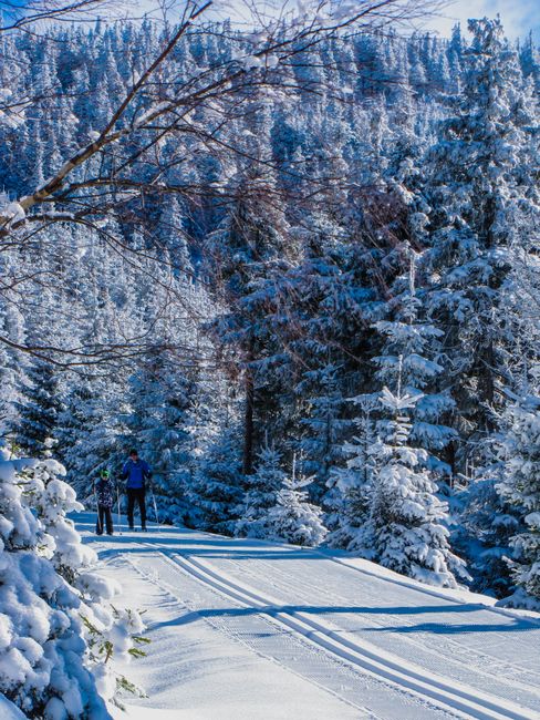 Best Cross-Country Skis for Beginners 2026: Classic and Skate