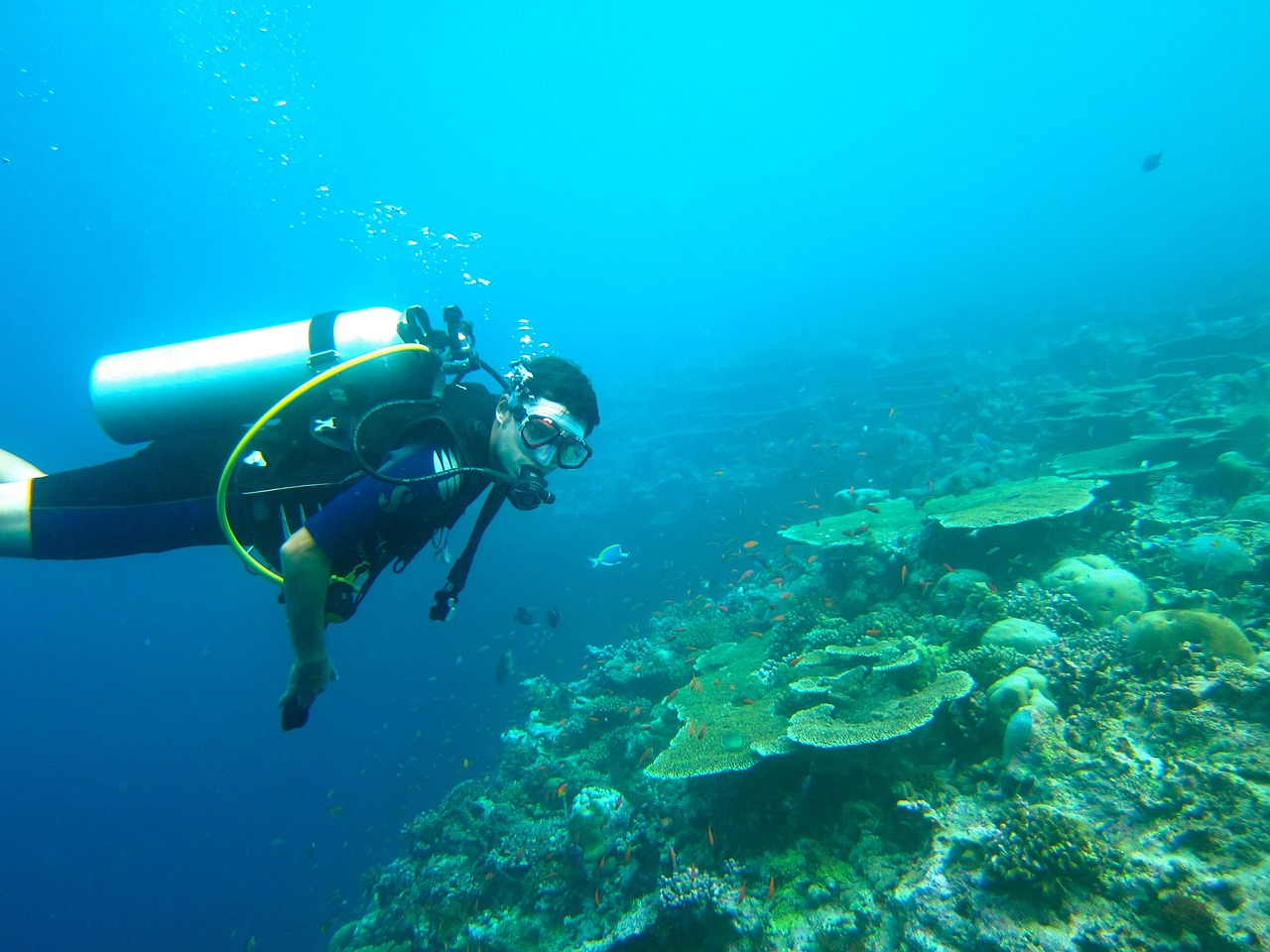 Diving, maldives, sea, ocean, diving suit, deep diving, scuba diving, nature, underwater, scuba