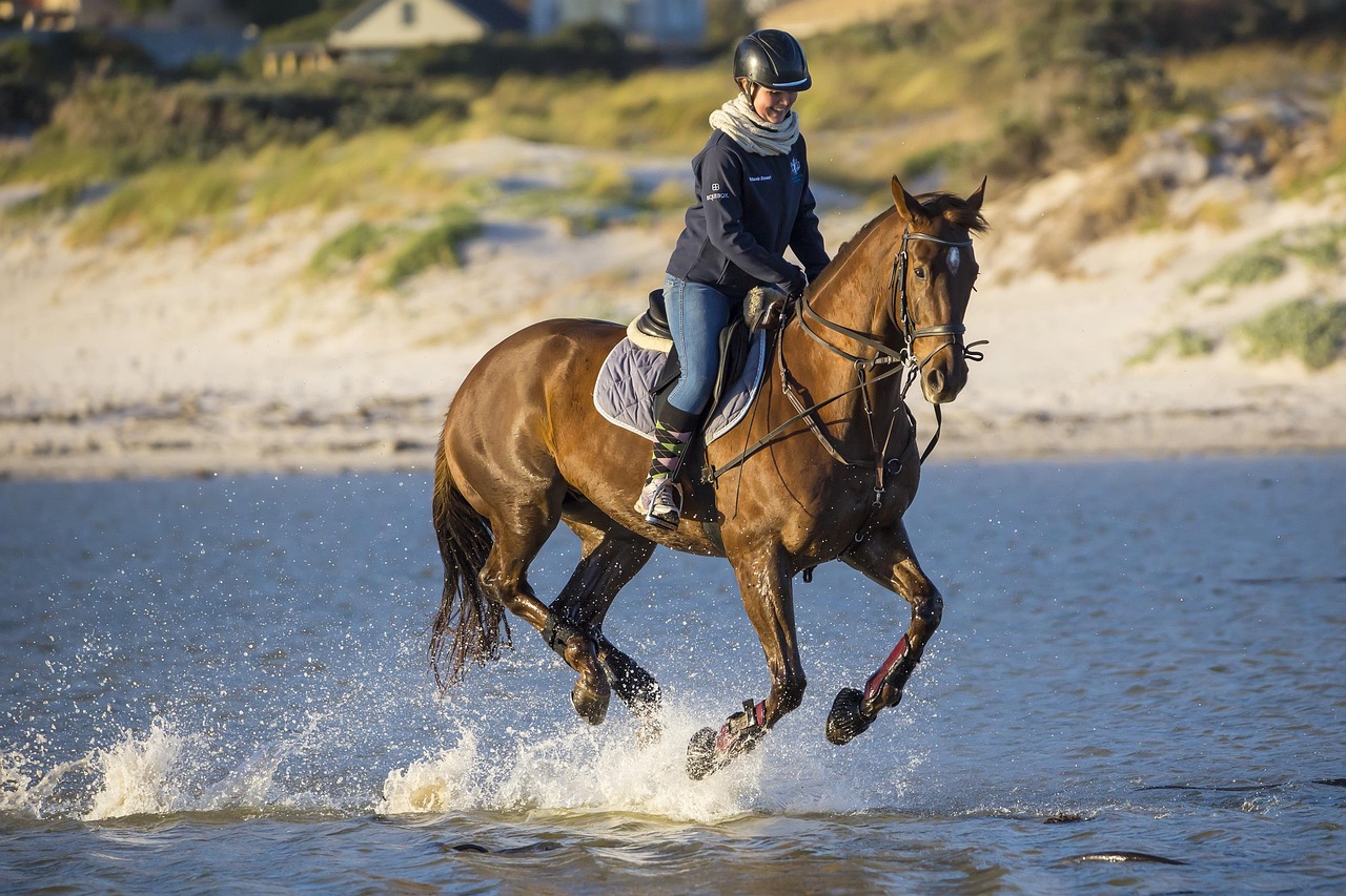 Horse, riding, animal, equestrian, nature, mammal, species, fauna, wildlife
