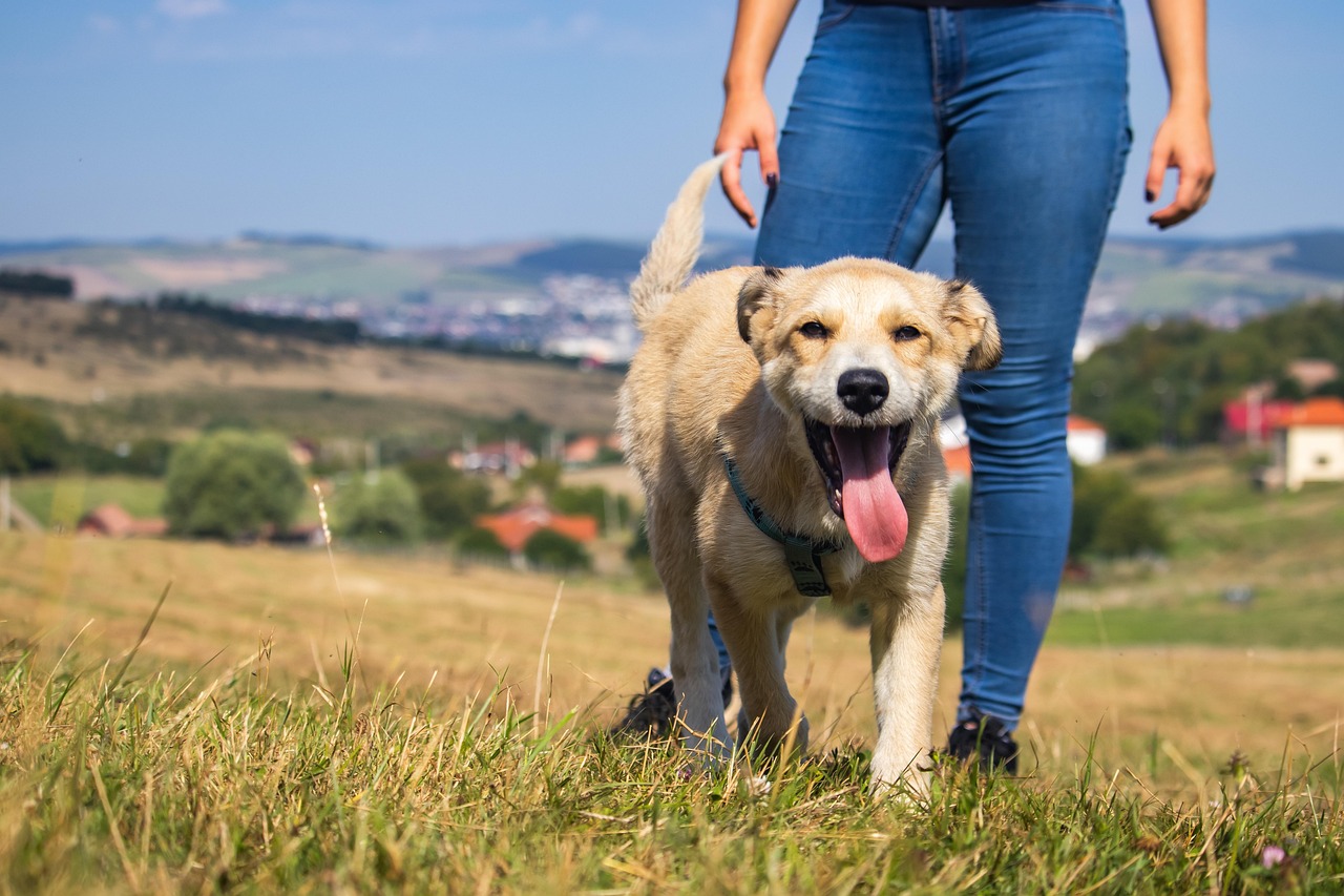Dog, mac wallpaper, wallpaper hd, nature wallpaper, 4k wallpaper 1920x1080, puppy, grass, canine, mammal, happy, wallpaper 4k, full hd wallpaper, free wallpaper, walking, playing, hd wallpaper, deskto