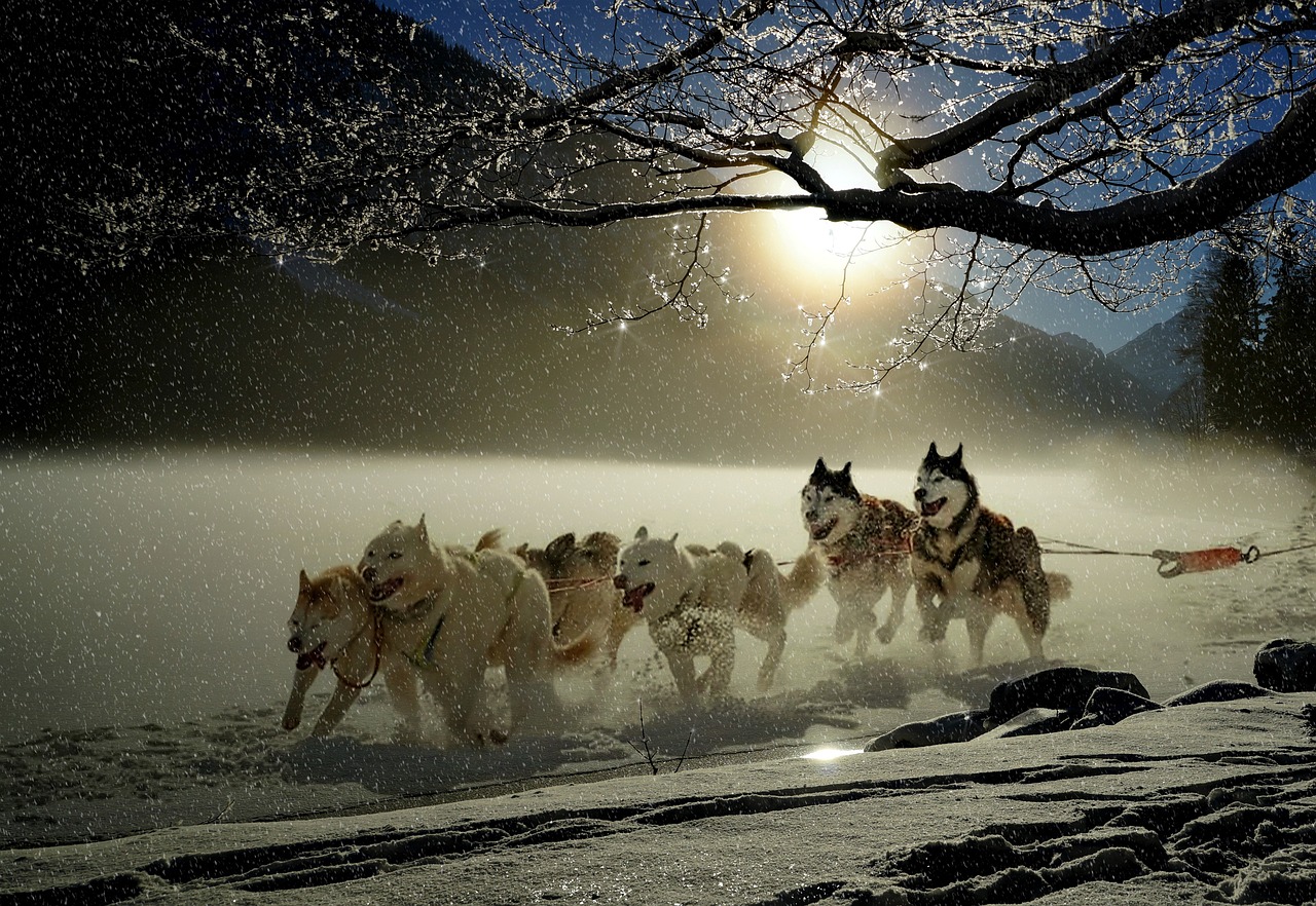 Dogs, huskies, animal, dog racing, winter, winter landscape, snowy, sled dog race, fun, snow, active, landscape, snow landscape, covered in snow, white, run, nature, sleigh ride, running, sun, sunligh