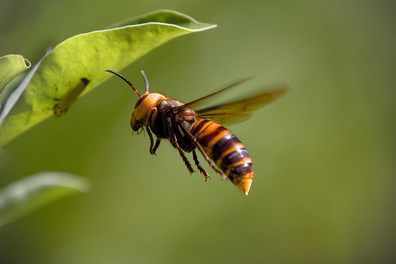 Asian giant hornet, hornet, insect, flying, catch prey, hornet, hornet, hornet, hornet, hornet, flying