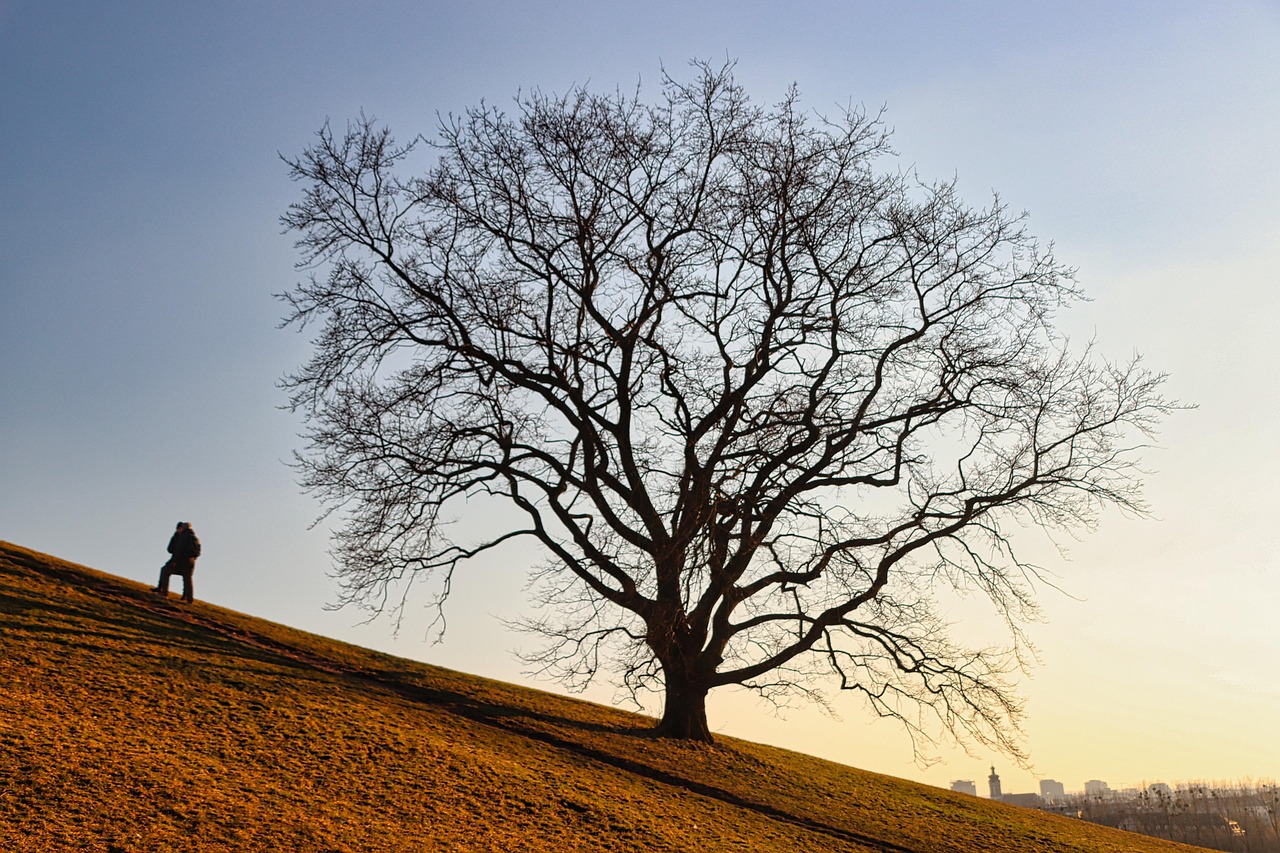 Tree, hill, nature, outdoors, travel, exploration, olympic mountain, munich, tree, tree, tree, tree, tree