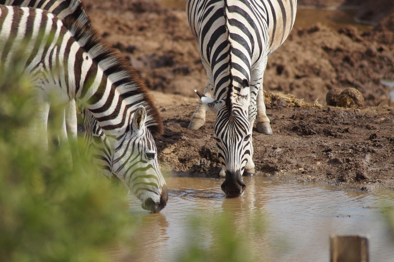 Zebras, animals, mammals, wild, drinking, wildlife, black, white, striped, nature, zebras, zebras, zebras, zebras, zebras