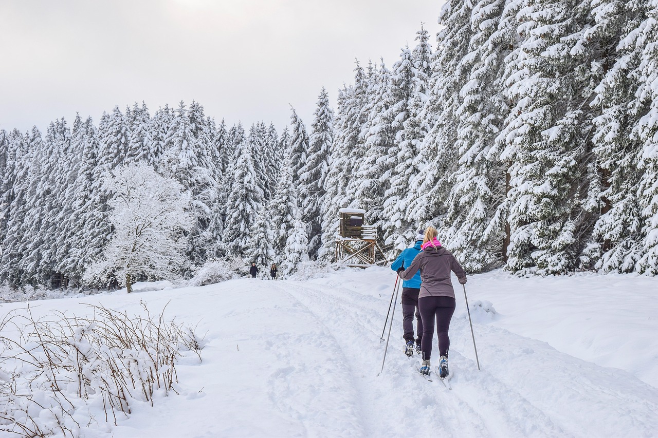 Cross country skiing, skiers, ski, ski area, trees, firs, nature, sky, snow, wintry, cold, frost, winter, forest, landscape, ski, ski, ski, ski, ski
