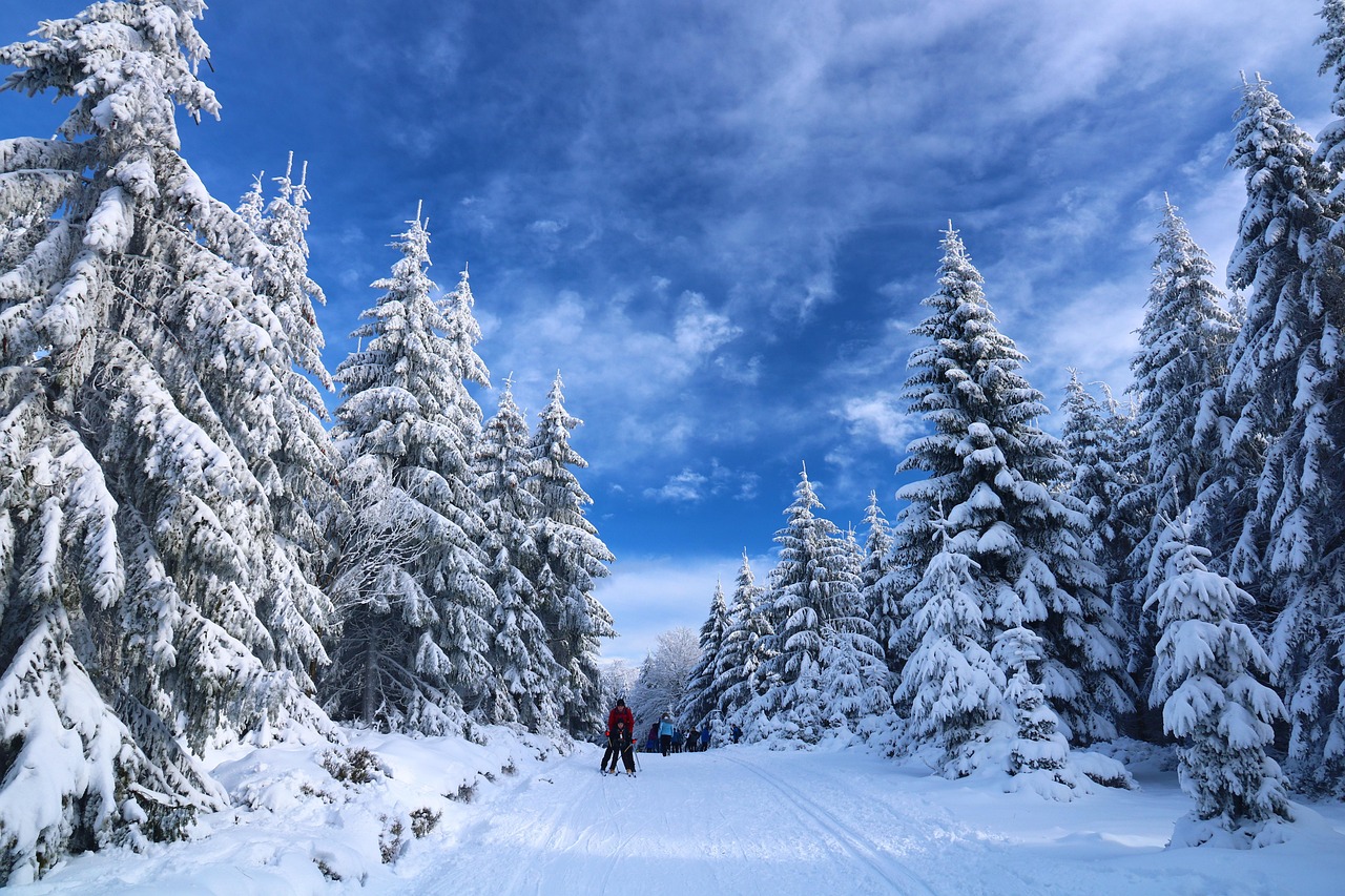 Skiing, snow, trees, path, winter, people, tourists, leisure, recreation, activity, winter landscape, snowy, cross-country skiing, winter sports, cold, landscape, nature, skiing, skiing, skiing, skiin