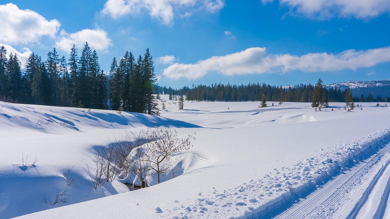 Winter, nature, season, snow, outdoors, trees, wintry, cold, ski, cross-country skiing, winter landscape, cross-country ski run