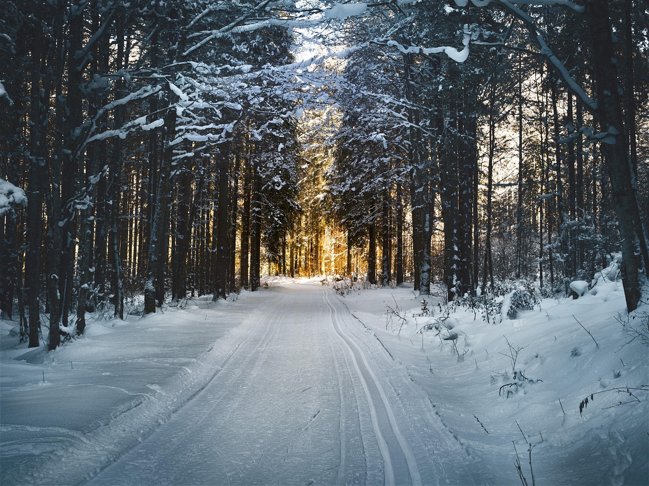 Cross country skiing, forest, snow, snowy, cross-country skiing trail, winter, hike, ski, cold, winter landscape, cross-country skiing, winter trees, landscape, salzkammergut, austria, light, sunbeams