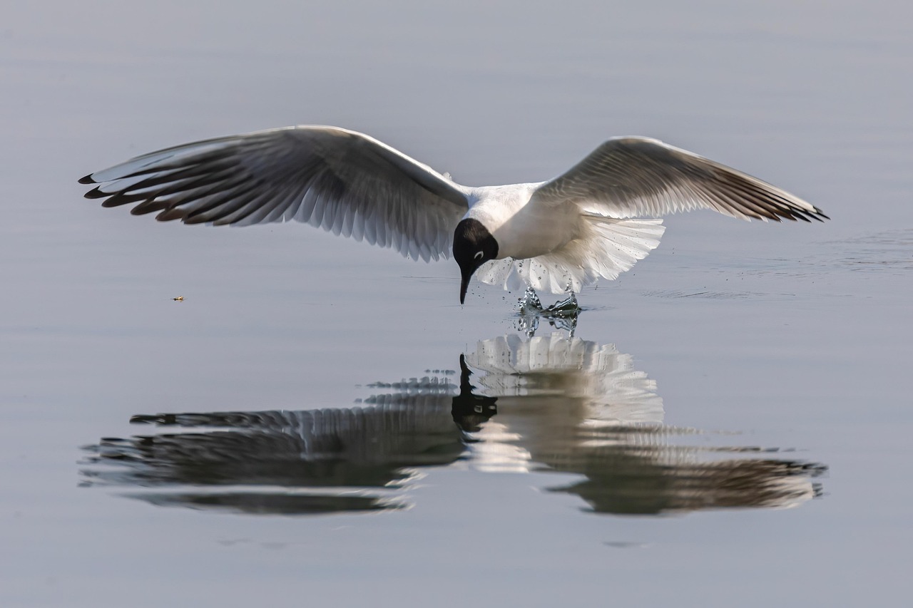 Seagull, bird, lake, tern, wildlife, wildbird, water, drinking, avian, reflection, nature, seagull, seagull, seagull, seagull, seagull, reflection, reflection