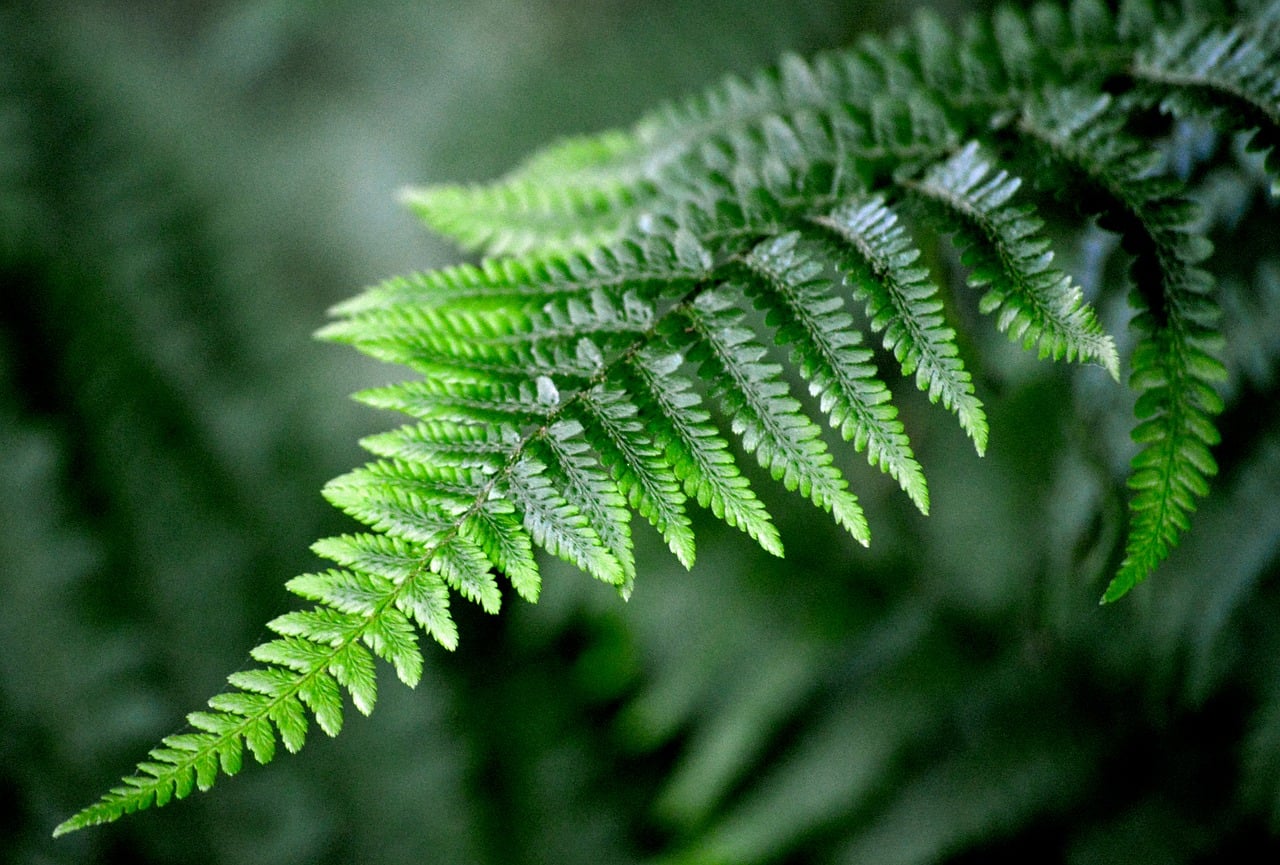 Fern, macro, green, leaves, wallpaper 4k, cool backgrounds, nature, botany, mac wallpaper, hd wallpaper, biology, details, development, decorative, wallpaper, natural, background, 4k wallpaper, free w