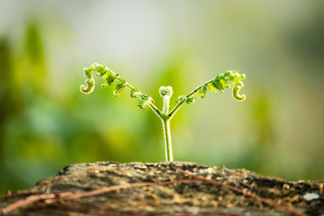 Leaves, sprout, growth, nature, garden, close up, sprout, sprout, sprout, sprout, sprout, growth, growth, growth, growth