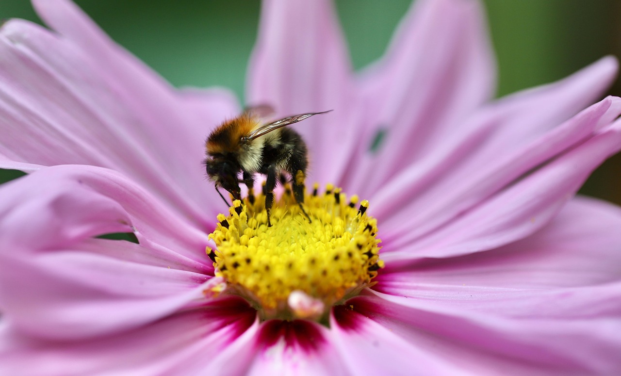 Bumblebee, cosmea, field bumblebee, insect, pollination, cosmos flower, jewelry basket, pollen, stamens, nature, close up, pollinate, bumblebee, bumblebee, bumblebee, bumblebee, bumblebee, pollination