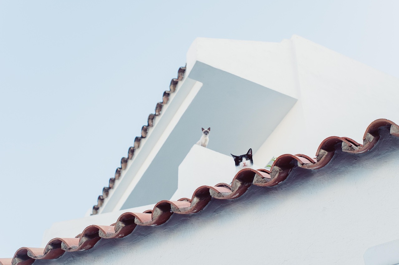 Cat, city, roof, look at, pet, nature, watch, animal, animals, mallorca