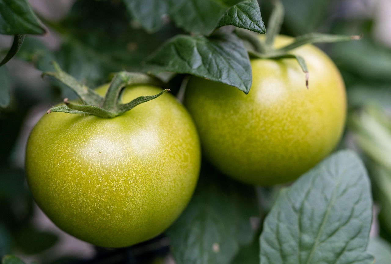 Tomatoes, green, vegetables, nature, meal, healthy, garden