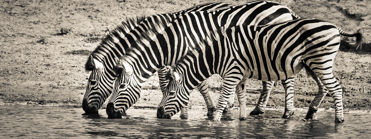 Zebra, safari, wildlife, savanna, nature, africa, drinking, pond, water, brown nature, brown water, brown natural, zebra, zebra, zebra, zebra, zebra