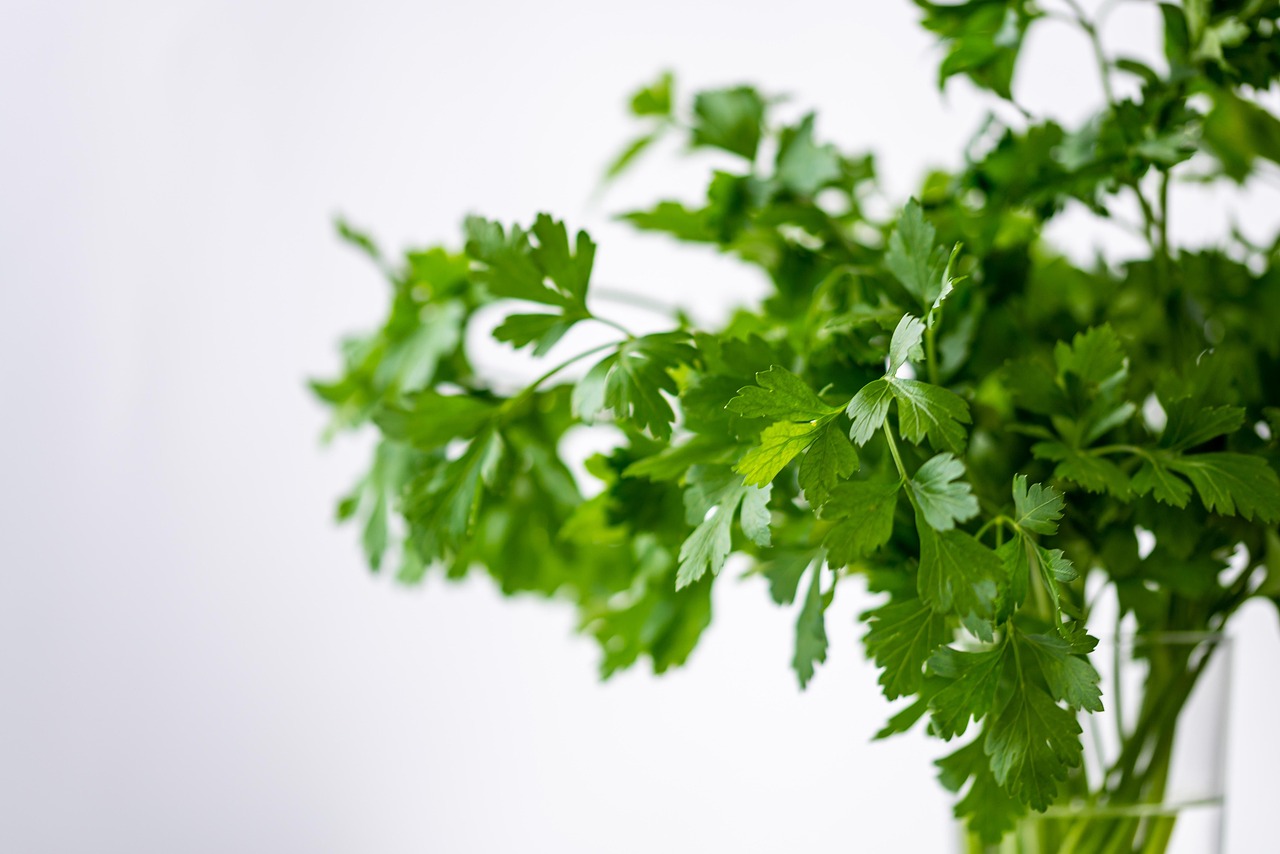 Parsely, green, healthy, meal, plant, food, fresh, vegetables, health, herbs, yummy, bio, vitamins, salad, cook, enjoy the meal, herb, garden, coriander, nature, federation, water, glass