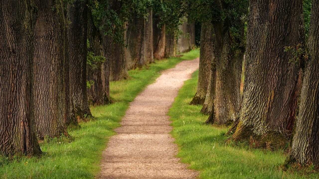 Tree, avenue, path, nature, hike, forest, hiking trail, mood, path, path, path, path, path, nature, forest