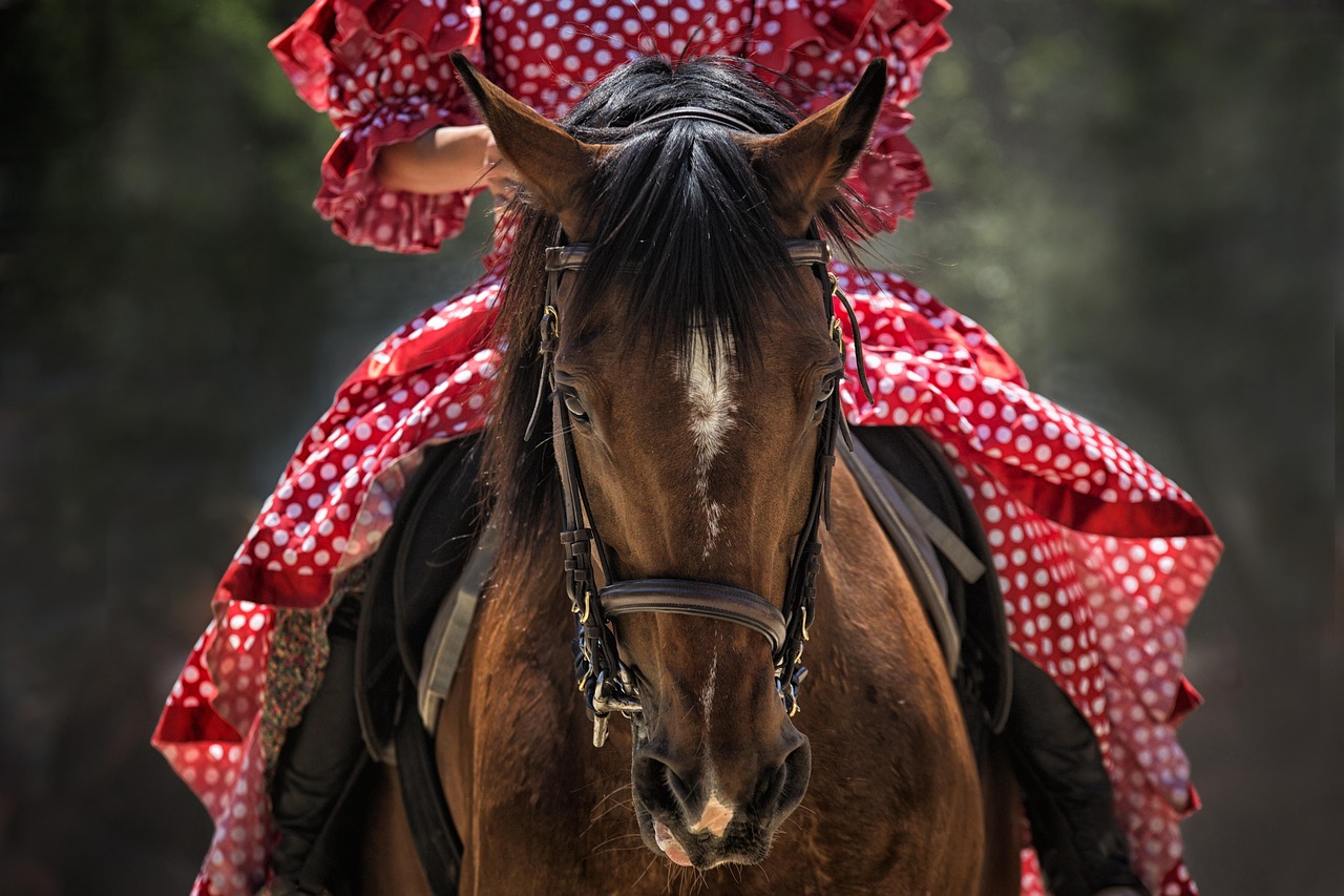Horse, horse head, horseback riding, animal, close up, riding, equine, equestrian, saddle, horse saddle, nature, bridle