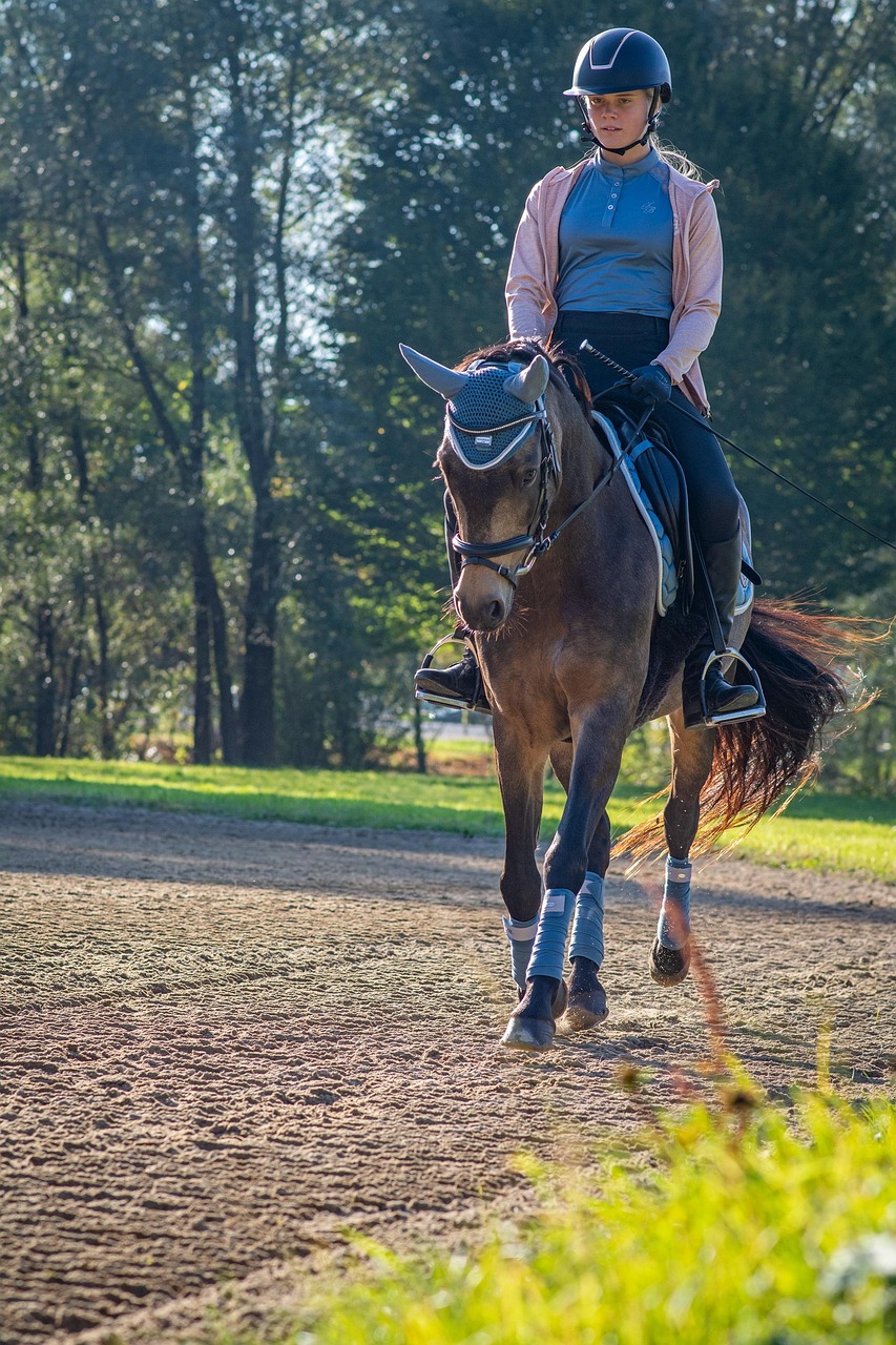 Horseback riding, equestrian, horse, pony, riding horse, nature, riding pony
