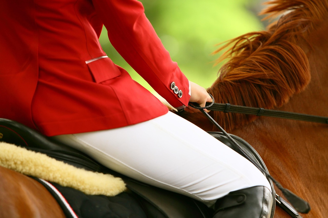 Horse, rider, equestrian, equine, equestrienne, nature, saddle, horse back riding, horse riding, mane, hands, show jumping, competition