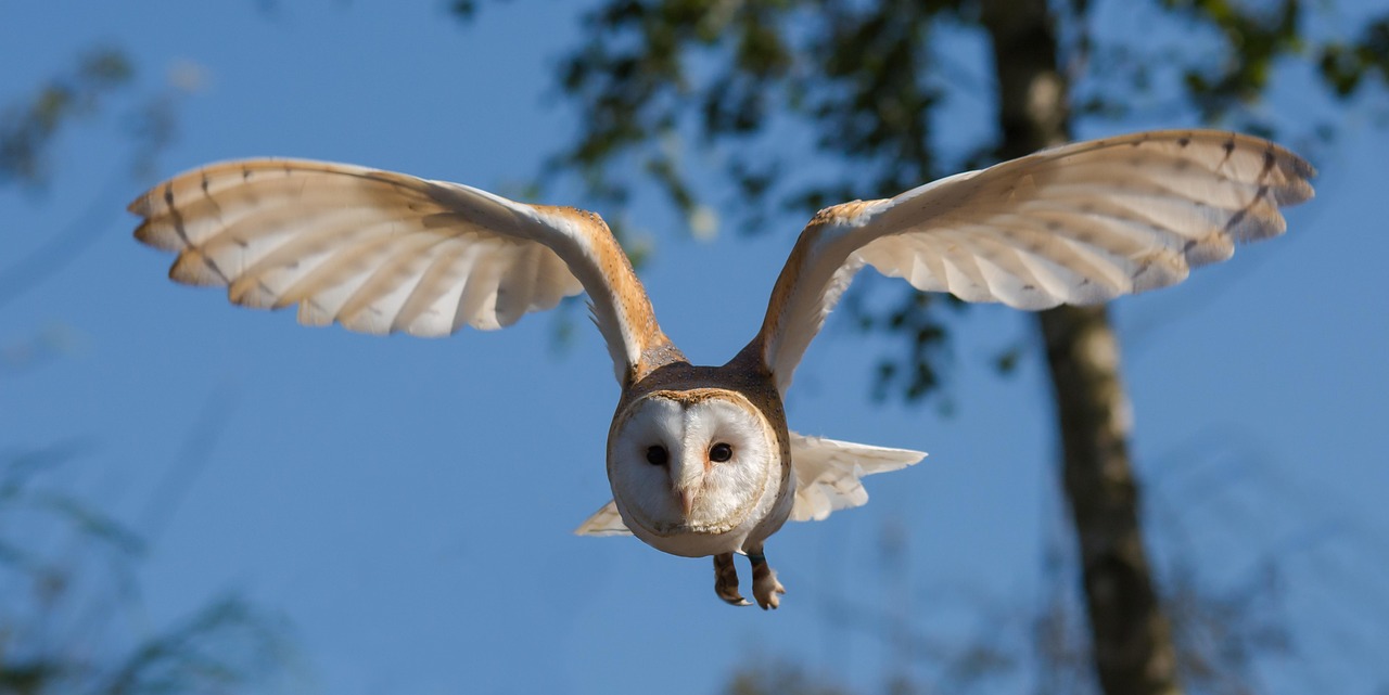 Barn owl, bird, flying, wings, owl, bird of prey, animal, predator, hunter, wildlife, feathers, plumage, flight, nature, barn owl, bird, owl, owl, owl, owl, owl