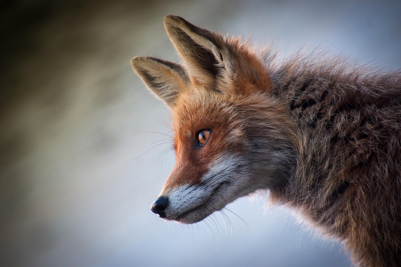Fox, animal, canine, mammal, wildlife, wild, nature, wildlife photography, fox, fox, fox, fox, fox