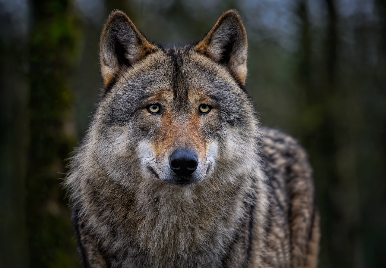 Wolf, eurasian wolf, common wolf, grey wolf, nature, canine, mammal, animal, canis lupus, wild dog, wildlife, wild animal, predator, hunter