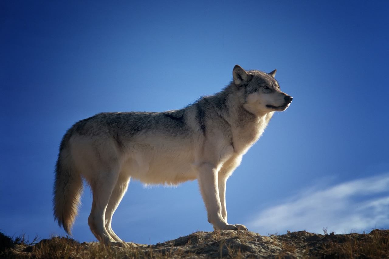 Wolf, animal, wildlife, predator, mammal, wild animal, fauna, wilderness, nature, wolf, wolf, wolf, wolf, wolf