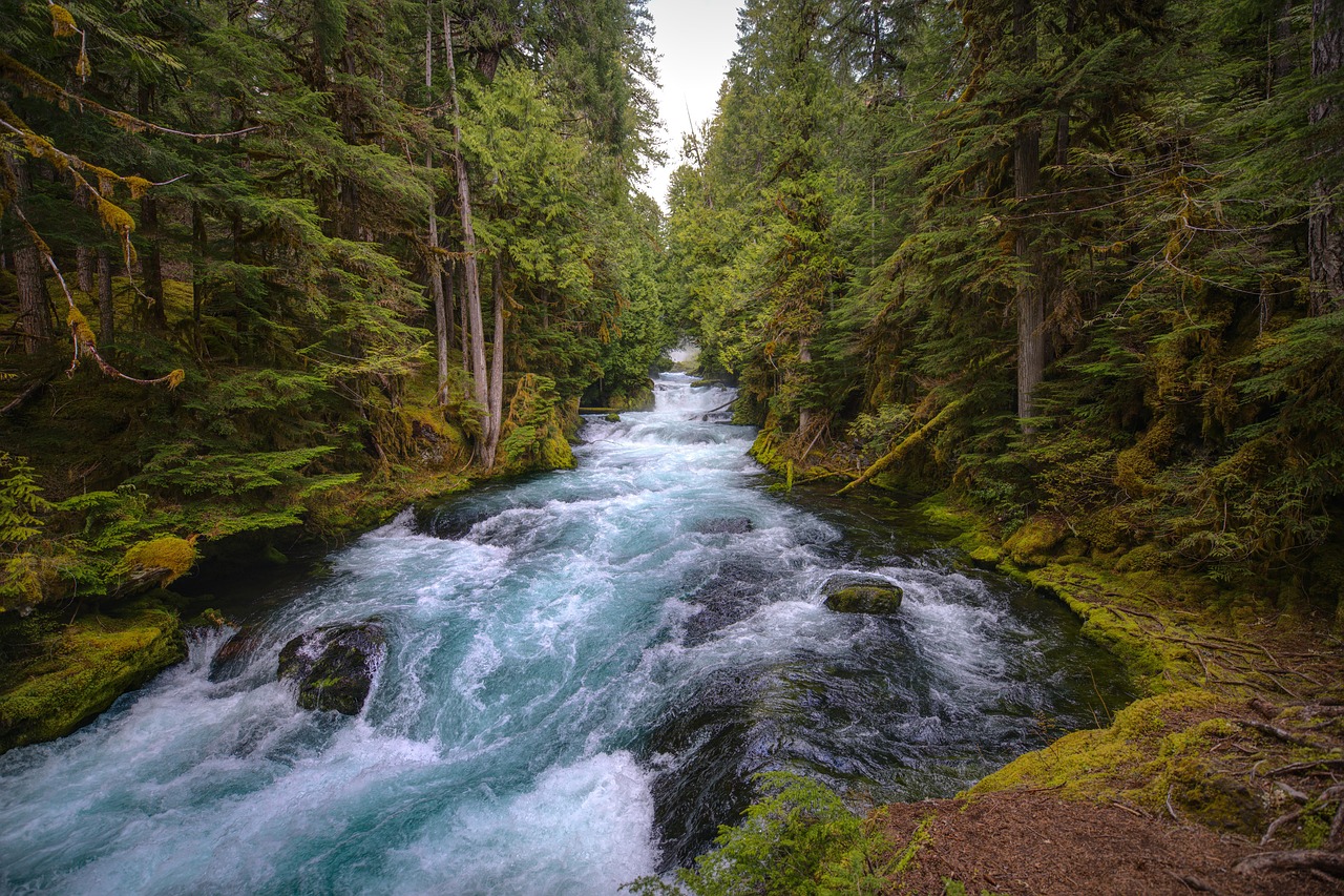 Mckenzie river, central oregon, forest, lush, river, sahalie falls, nature, outdoors, travel, park, oregon, flowing, hiking, explore, wilderness, rugged, moss, green, kayaking, rapids, rushing, scener