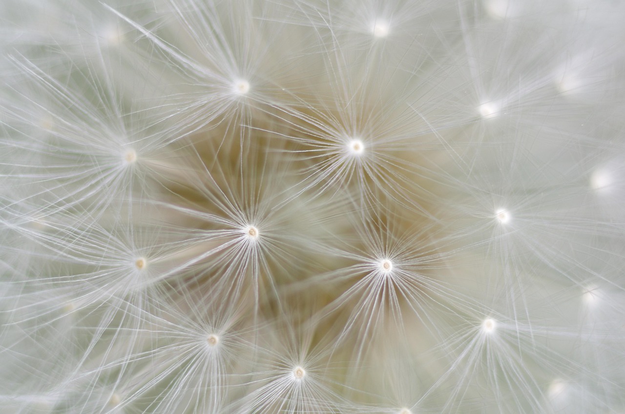 Dandelion, seeds, nature, close up, macro, dandelion, dandelion, dandelion, dandelion, dandelion, seeds
