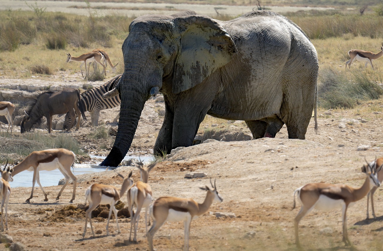 Elephant, gazelle, animals, wild life, zebra, nature, watering hole, namibia, national park, africa