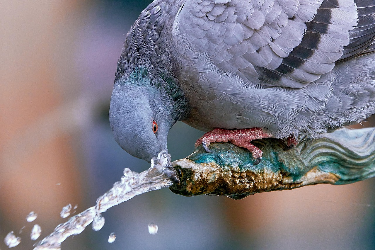Dove, bird, fountain, water jet, drink, city pigeons, ornithology, wildlife, nature, fauna, bird watching, water, flow