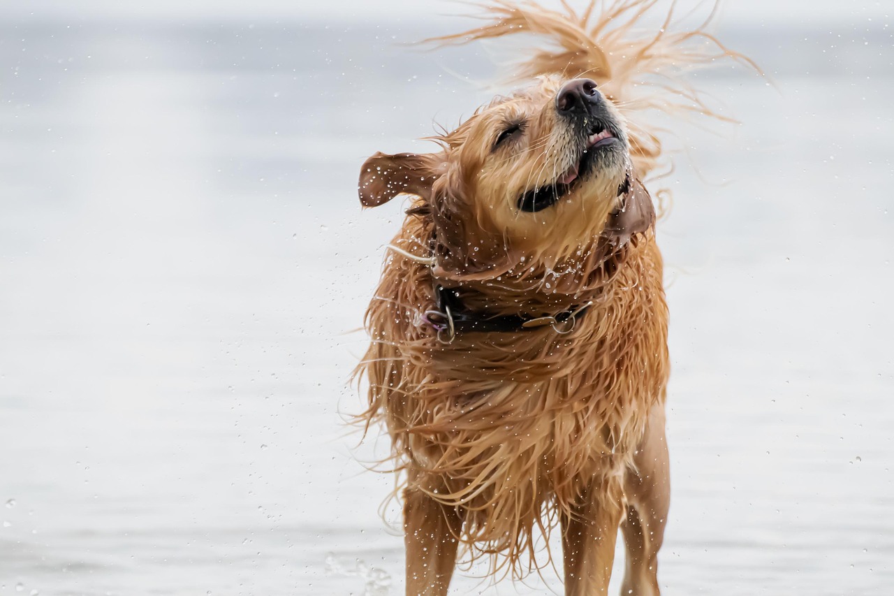 Dog, golden retriever, water, animal, domestic animal, wet, waterdrops, nature, shake, fur, to bathe, pet, swim