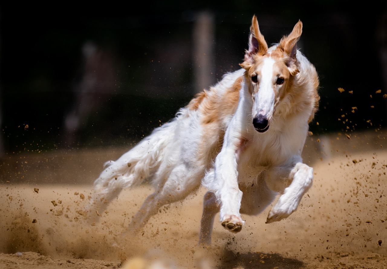 Dog, canine, pet, race, run, running, dog racing, animal, race course, hunt, greyhounds, rush