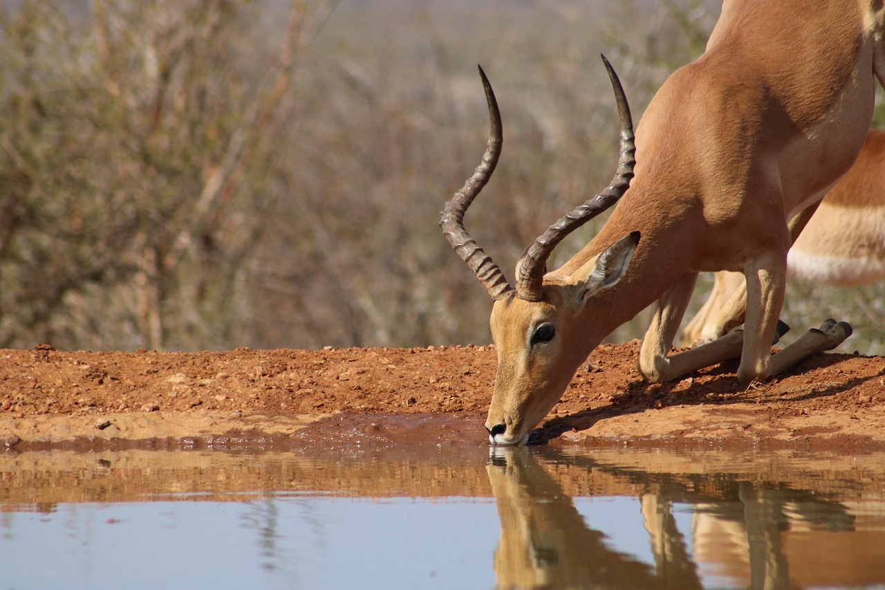 Impala, africa, nature, drink, water, safari, wild, animal, wildlife, horns, south, antelope, game, waterhole, drinking, wilderness, impala, impala, africa, horns, antelope, antelope, antelope, antelo