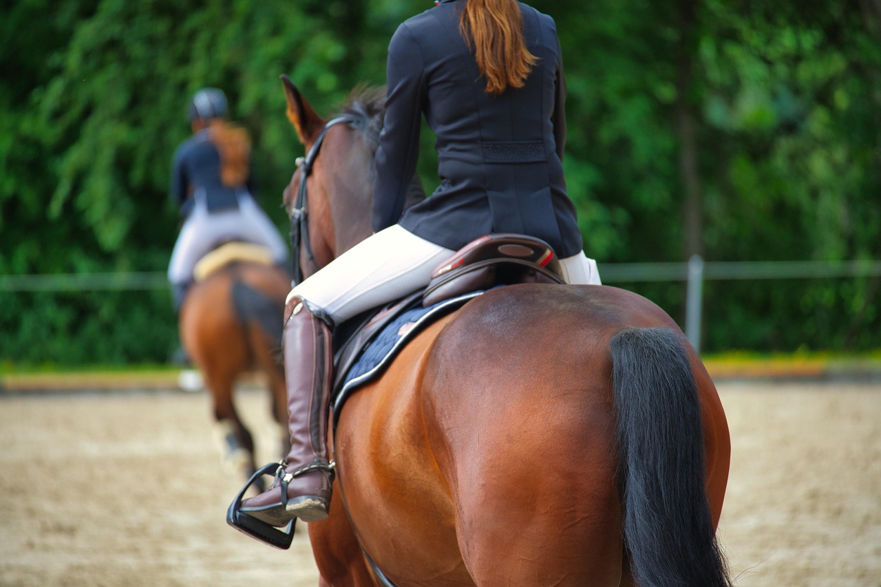 Horses, horse riding, girl, rider, equestrian, nature, horse training, riding arena, animals, riding school, riding horse, riding lesson, horseback riding