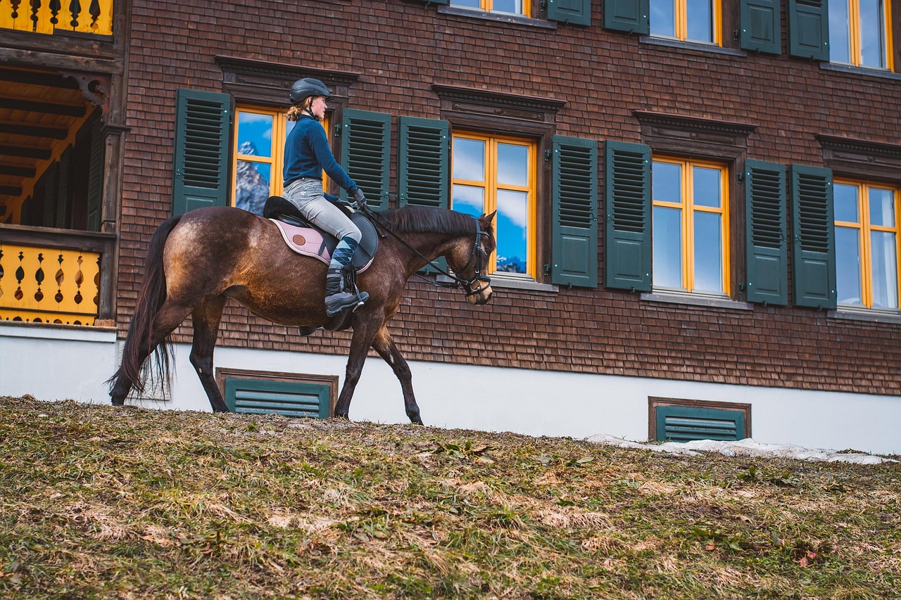 Rider, horse, horseback riding, horseback, woman, horse riding, nature, animal, outdoors