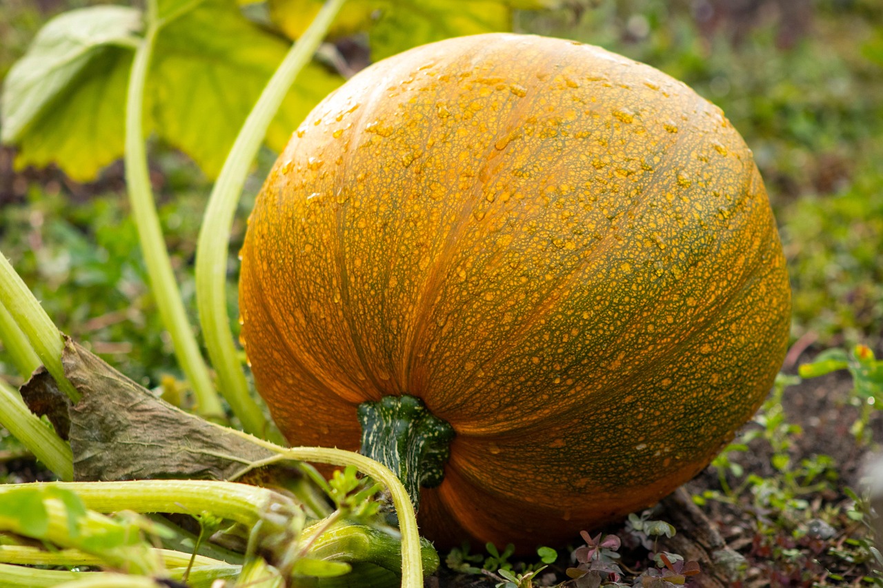 Pumpkin, garden, squash, vegetable, food, plant, harvest, orange, fall, autumn, nature, halloween