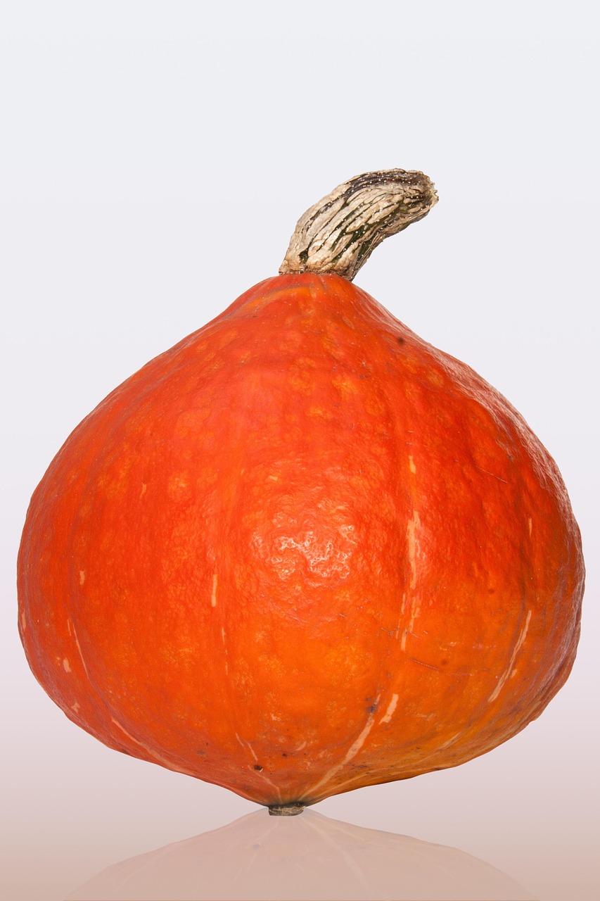Hokkaido pumpkin, japanese, giant pumpkin, cucurbita maxima, pumpkin, orange red, orange, big, fruit, cultivation, agriculture, vegetables, harvest, fall, hokkaido pumpkin, hokkaido pumpkin, hokkaido