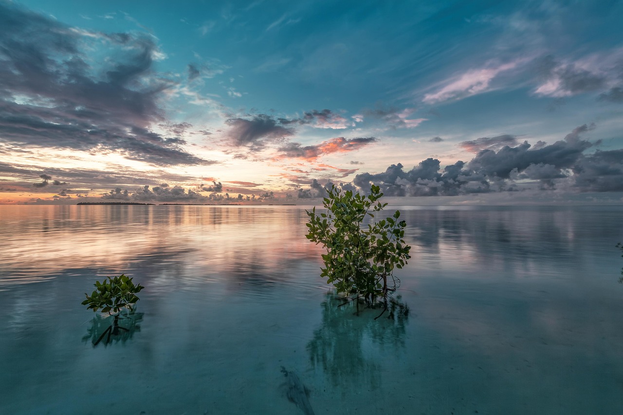 Sea, mangrove, before sunrise, mystery, reflection, water, sky, cloud, tropical, plant, natural, landscape, scenic, nature, atoll, halma hera sea, widi island, indonesia