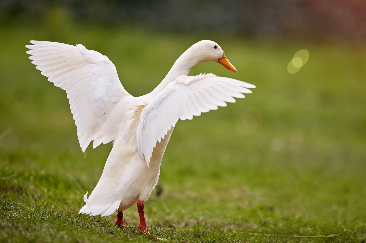 Indian running duck, white duck, bird, waterfowl, poultry, wings spread, flutter, stretch, open wings, grass, green, outdoor, nature, farm animal, feathers, animal, graceful, nice, purity, freedom