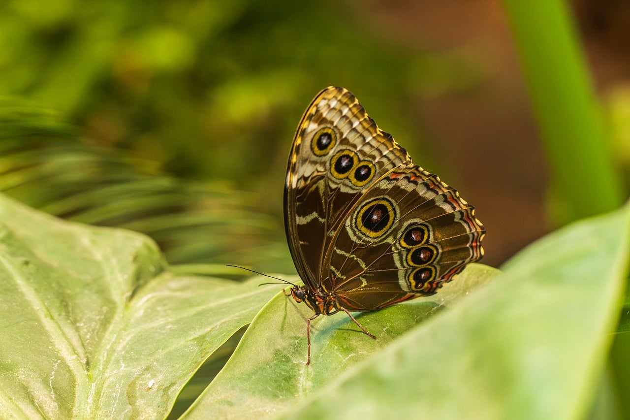 Butterfly, nature, wings, butterfly wings, leaf, green, animal, macro, details, insect, brown, calm, natural, glossy, garden, summer, bokeh, spots, texture, winged, beauty
