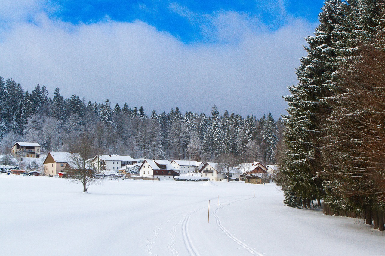 Forest, snow, cross-country ski run, cross-country skiing, winter sports, nature, landscape, winter, to ski