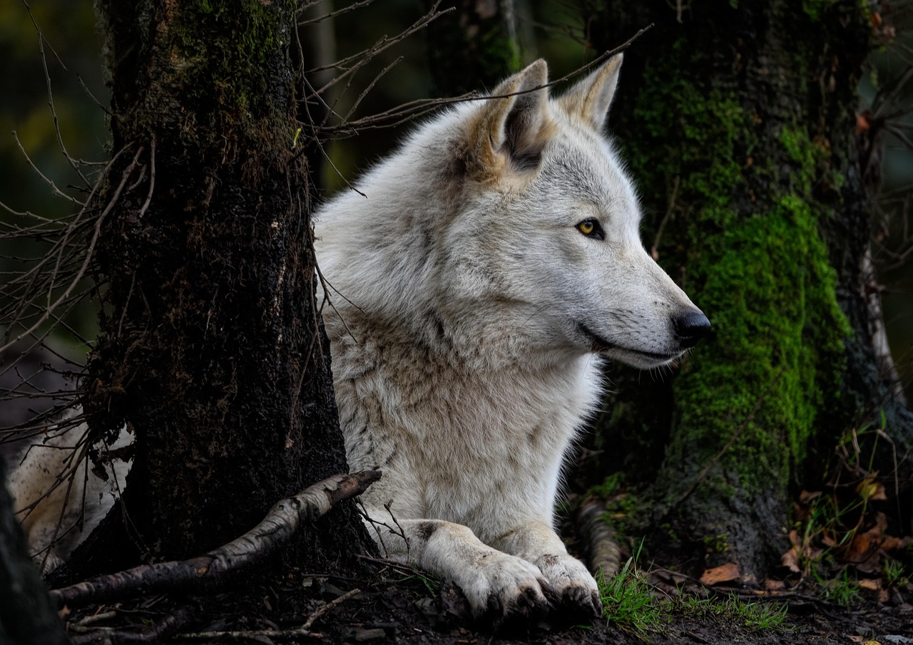 Grey wolf, timber wolf, wolf, canis lupus, canine, hunter, predator, mammal, white wolf, wildlife, wildlife photography, nature, carnivore, animal