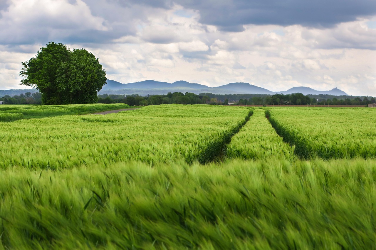 Field, agriculture, track, mountains, fields, grain, tire track, driving lane, landscape, heaven, cultural landscape, siebengebirge, mount of olives, nature, petersberg, dragon rock, the cologne bay,